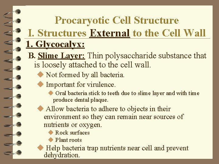 Procaryotic Cell Structure I. Structures External to the Cell Wall 1. Glycocalyx: B. Slime Procaryotic Cell Structure I. Structures External to the Cell Wall 1. Glycocalyx: B. Slime
