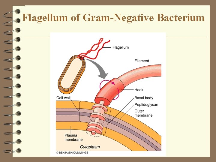 Flagellum of Gram-Negative Bacterium Flagellum of Gram-Negative Bacterium