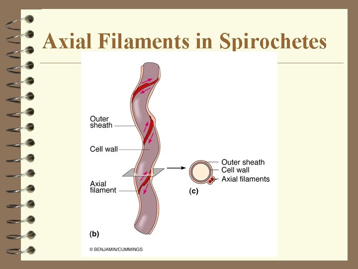 Axial Filaments in Spirochetes Axial Filaments in Spirochetes
