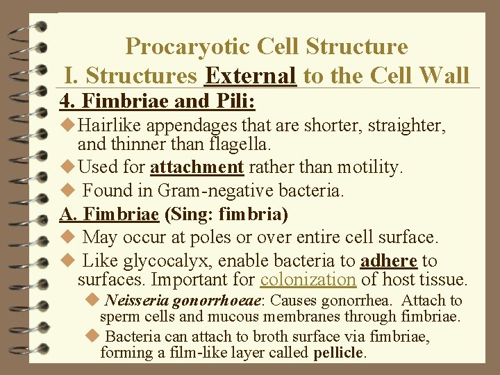 Procaryotic Cell Structure I. Structures External to the Cell Wall 4. Fimbriae and Pili: Procaryotic Cell Structure I. Structures External to the Cell Wall 4. Fimbriae and Pili: