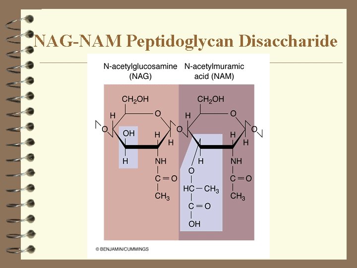 NAG-NAM Peptidoglycan Disaccharide NAG-NAM Peptidoglycan Disaccharide