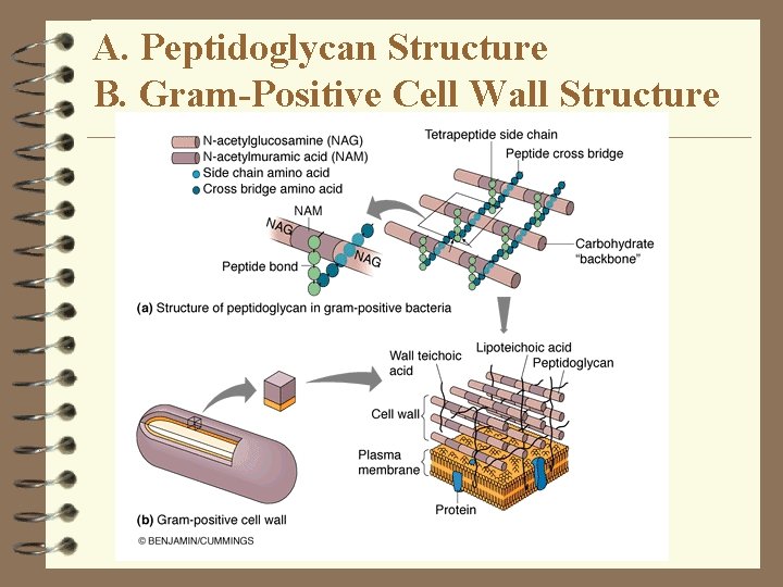 A. Peptidoglycan Structure B. Gram-Positive Cell Wall Structure A. Peptidoglycan Structure B. Gram-Positive Cell Wall Structure