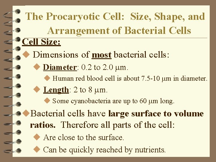 The Procaryotic Cell: Size, Shape, and Arrangement of Bacterial Cells Cell Size: u Dimensions The Procaryotic Cell: Size, Shape, and Arrangement of Bacterial Cells Cell Size: u Dimensions