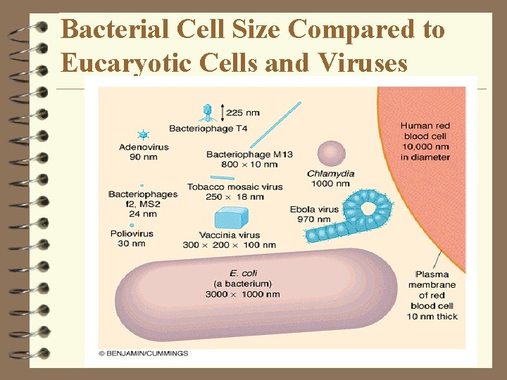 Bacterial Cell Size Compared to Eucaryotic Cells and Viruses Bacterial Cell Size Compared to Eucaryotic Cells and Viruses