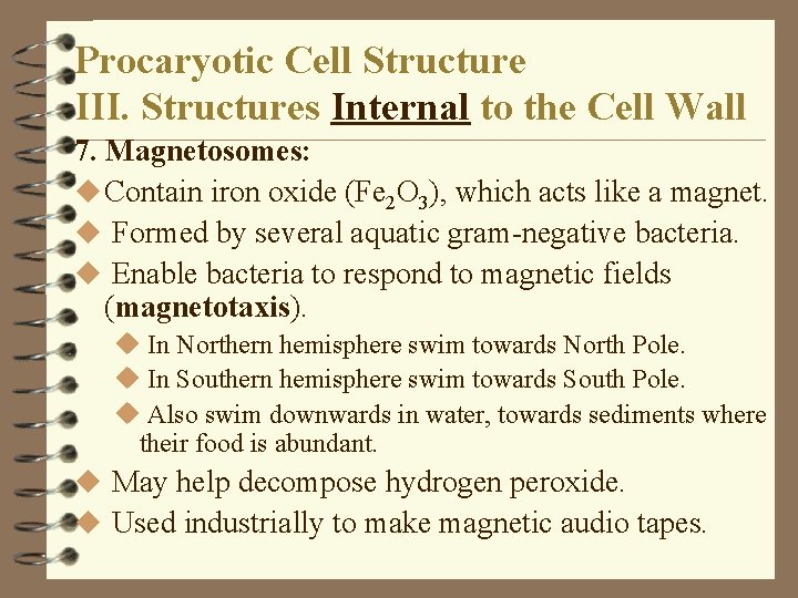 Procaryotic Cell Structure III. Structures Internal to the Cell Wall 7. Magnetosomes: u Contain Procaryotic Cell Structure III. Structures Internal to the Cell Wall 7. Magnetosomes: u Contain