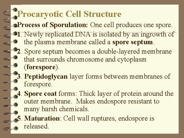 Procaryotic Cell Structure Process of Sporulation: One cell produces one spore. 1. Newly replicated Procaryotic Cell Structure Process of Sporulation: One cell produces one spore. 1. Newly replicated