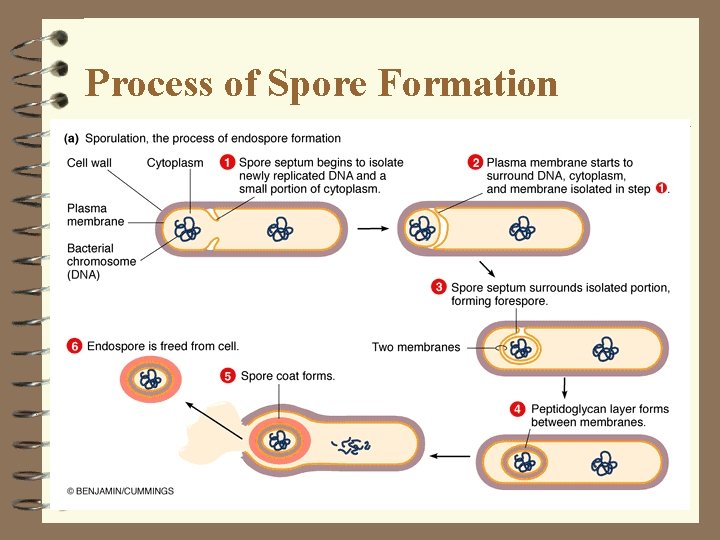 Process of Spore Formation Process of Spore Formation