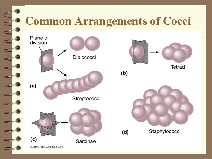 Common Arrangements of Cocci Common Arrangements of Cocci
