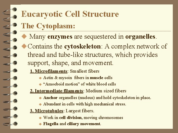 Eucaryotic Cell Structure The Cytoplasm: u Many enzymes are sequestered in organelles. u Contains Eucaryotic Cell Structure The Cytoplasm: u Many enzymes are sequestered in organelles. u Contains