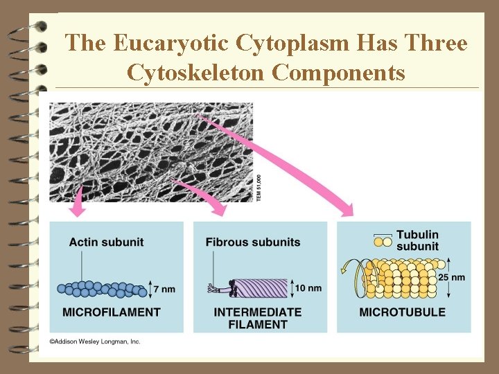The Eucaryotic Cytoplasm Has Three Cytoskeleton Components The Eucaryotic Cytoplasm Has Three Cytoskeleton Components