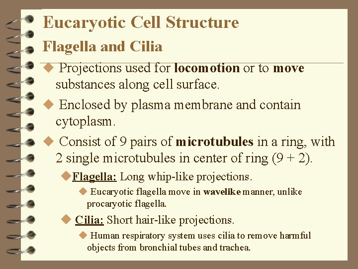 Eucaryotic Cell Structure Flagella and Cilia u Projections used for locomotion or to move Eucaryotic Cell Structure Flagella and Cilia u Projections used for locomotion or to move