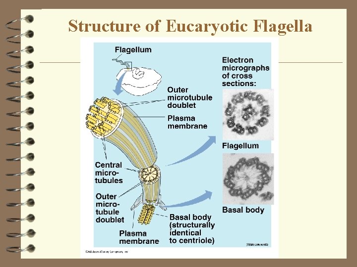 Structure of Eucaryotic Flagella Structure of Eucaryotic Flagella