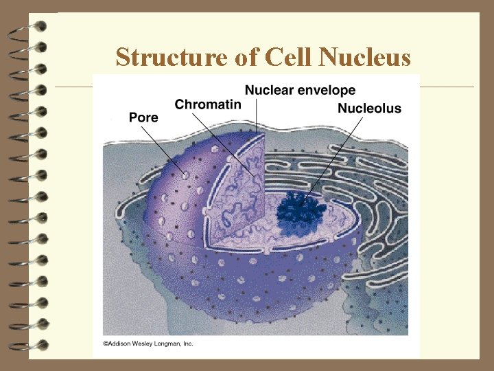 Structure of Cell Nucleus Structure of Cell Nucleus
