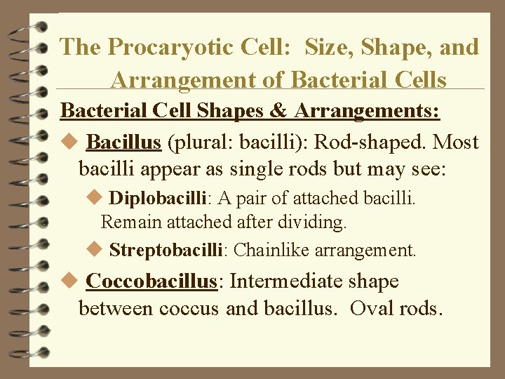 The Procaryotic Cell: Size, Shape, and Arrangement of Bacterial Cells Bacterial Cell Shapes & The Procaryotic Cell: Size, Shape, and Arrangement of Bacterial Cells Bacterial Cell Shapes &