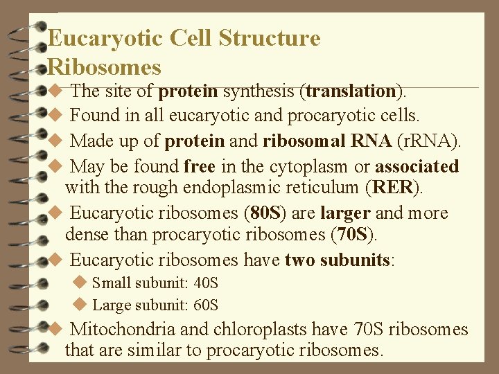 Eucaryotic Cell Structure Ribosomes The site of protein synthesis (translation). Found in all eucaryotic Eucaryotic Cell Structure Ribosomes The site of protein synthesis (translation). Found in all eucaryotic