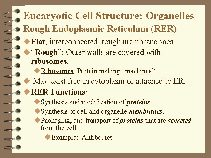 Eucaryotic Cell Structure: Organelles Rough Endoplasmic Reticulum (RER) u Flat, interconnected, rough membrane sacs Eucaryotic Cell Structure: Organelles Rough Endoplasmic Reticulum (RER) u Flat, interconnected, rough membrane sacs