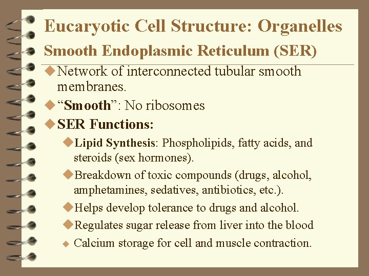 Eucaryotic Cell Structure: Organelles Smooth Endoplasmic Reticulum (SER) u Network of interconnected tubular smooth Eucaryotic Cell Structure: Organelles Smooth Endoplasmic Reticulum (SER) u Network of interconnected tubular smooth