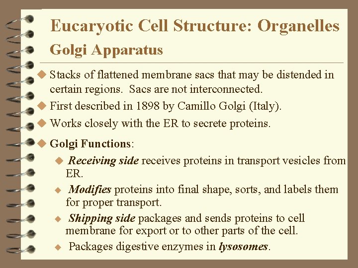 Eucaryotic Cell Structure: Organelles Golgi Apparatus u Stacks of flattened membrane sacs that may Eucaryotic Cell Structure: Organelles Golgi Apparatus u Stacks of flattened membrane sacs that may