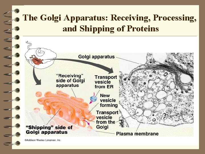The Golgi Apparatus: Receiving, Processing, and Shipping of Proteins The Golgi Apparatus: Receiving, Processing, and Shipping of Proteins