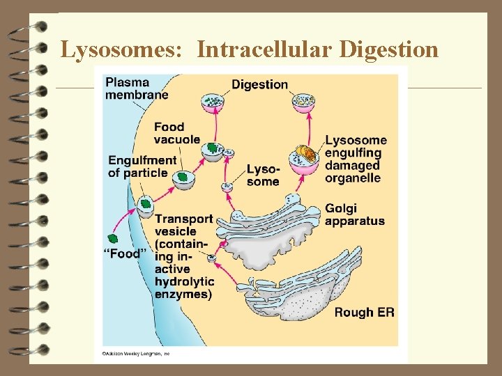 Lysosomes: Intracellular Digestion Lysosomes: Intracellular Digestion