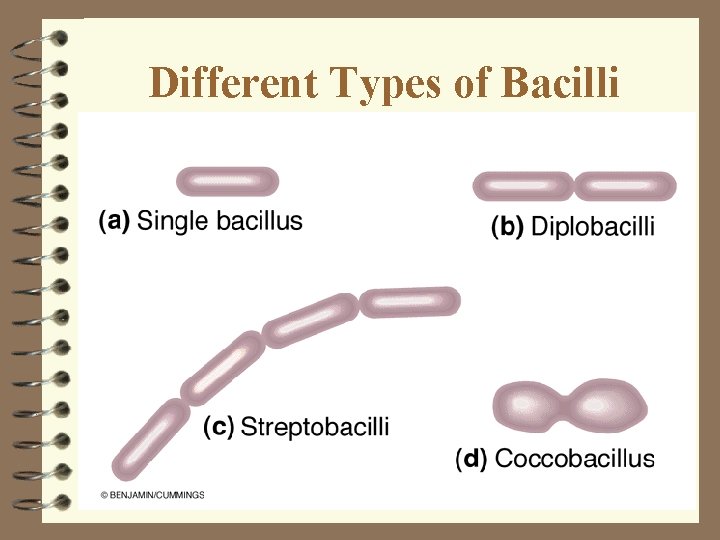 Different Types of Bacilli Different Types of Bacilli