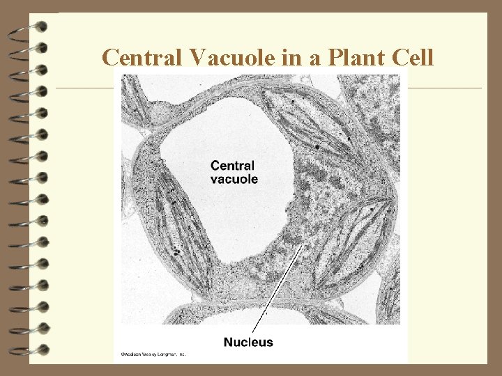 Central Vacuole in a Plant Cell Central Vacuole in a Plant Cell