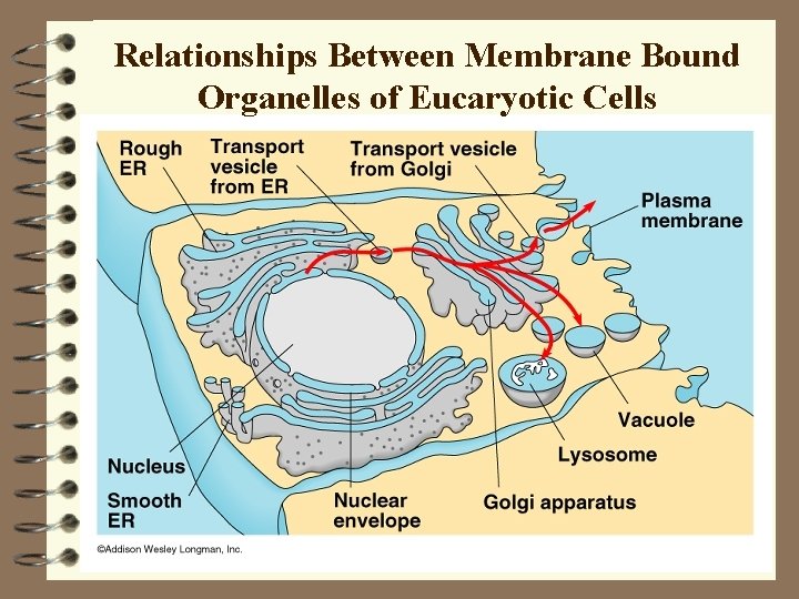 Relationships Between Membrane Bound Organelles of Eucaryotic Cells Relationships Between Membrane Bound Organelles of Eucaryotic Cells