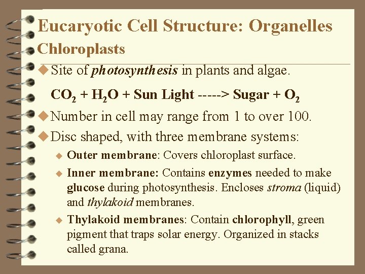 Eucaryotic Cell Structure: Organelles Chloroplasts u Site of photosynthesis in plants and algae. CO Eucaryotic Cell Structure: Organelles Chloroplasts u Site of photosynthesis in plants and algae. CO