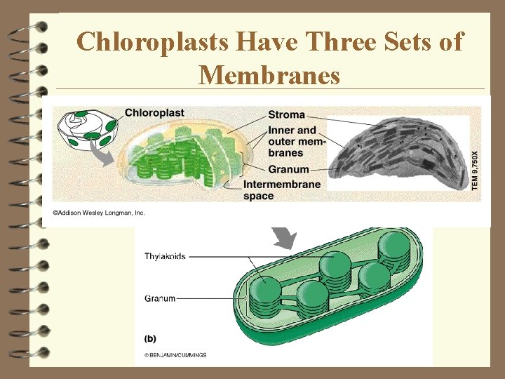 Chloroplasts Have Three Sets of Membranes Chloroplasts Have Three Sets of Membranes
