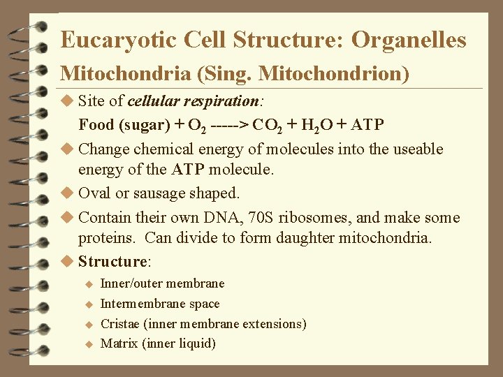 Eucaryotic Cell Structure: Organelles Mitochondria (Sing. Mitochondrion) u Site of cellular respiration: Food (sugar) Eucaryotic Cell Structure: Organelles Mitochondria (Sing. Mitochondrion) u Site of cellular respiration: Food (sugar)