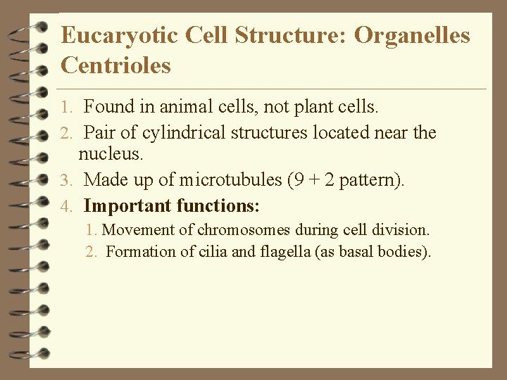 Eucaryotic Cell Structure: Organelles Centrioles 1. Found in animal cells, not plant cells. 2. Eucaryotic Cell Structure: Organelles Centrioles 1. Found in animal cells, not plant cells. 2.