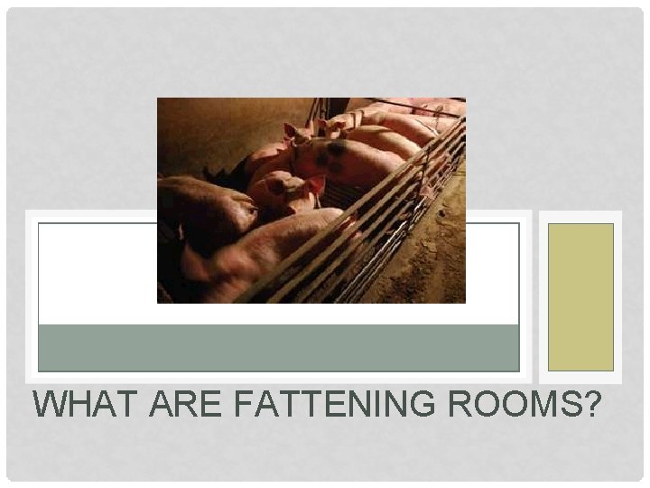 WHAT ARE FATTENING ROOMS? 