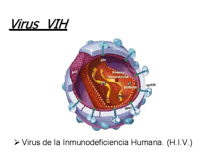 Virus VIH Ø Virus de la Inmunodeficiencia Humana. (H. I. V. ) 