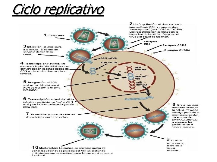 Ciclo replicativo Ciclo replicativo