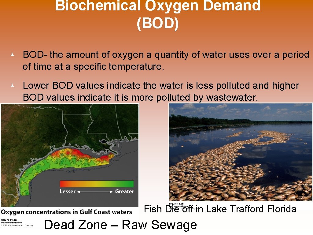 Biochemical Oxygen Demand (BOD) © BOD- the amount of oxygen a quantity of water
