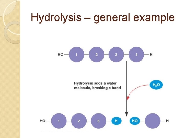 Hydrolysis – general example 