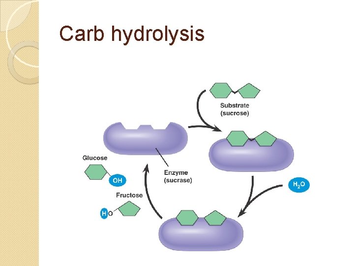 Carb hydrolysis 