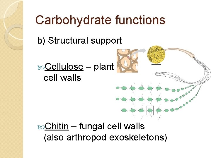 Carbohydrate functions b) Structural support Cellulose – plant cell walls Chitin – fungal cell