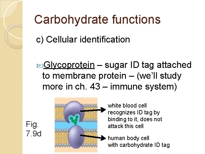 Carbohydrate functions c) Cellular identification Glycoprotein – sugar ID tag attached to membrane protein