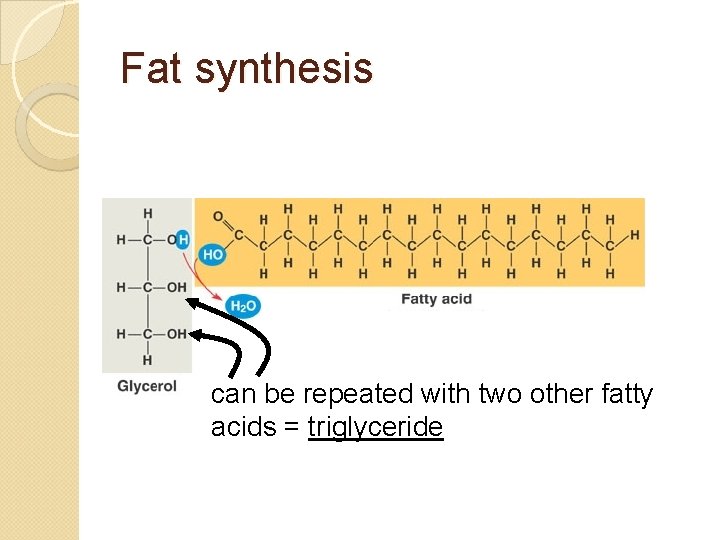 Fat synthesis can be repeated with two other fatty acids = triglyceride 