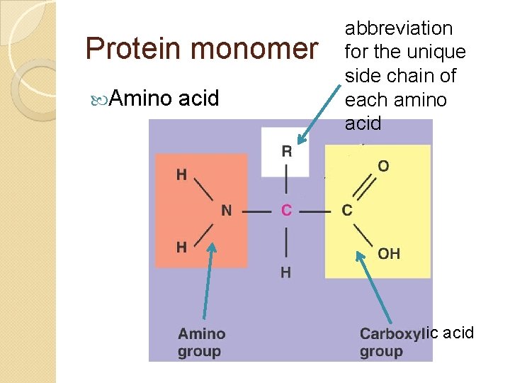 Protein monomer Amino acid abbreviation for the unique side chain of each amino acid