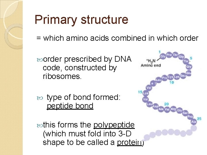 Primary structure = which amino acids combined in which order prescribed by DNA code,