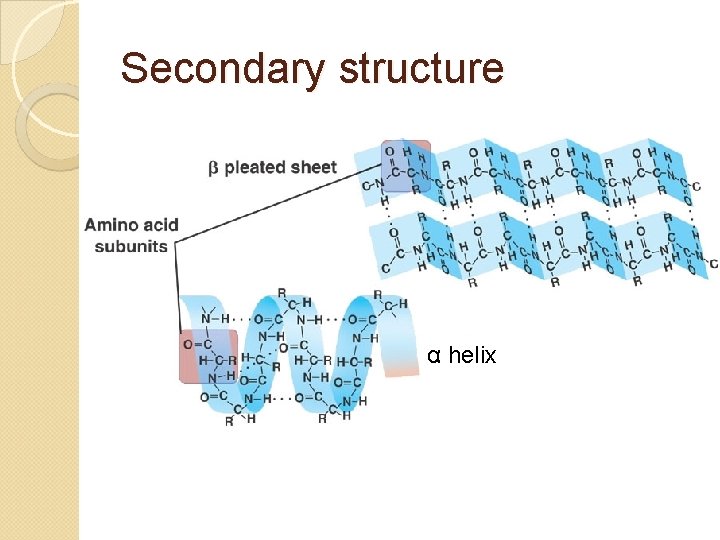 Secondary structure α helix 