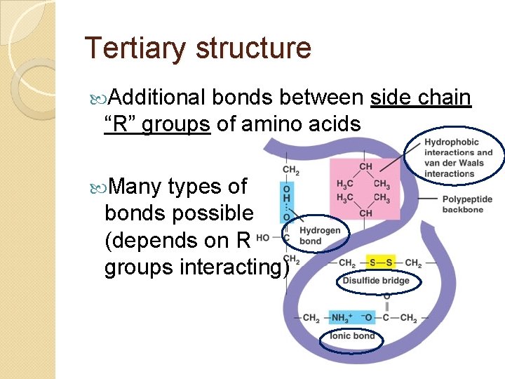Tertiary structure Additional bonds between side chain “R” groups of amino acids Many types