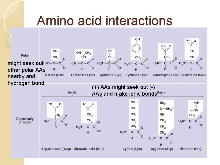 Amino acid interactions might seek out other polar AAs nearby and hydrogen bond (+)