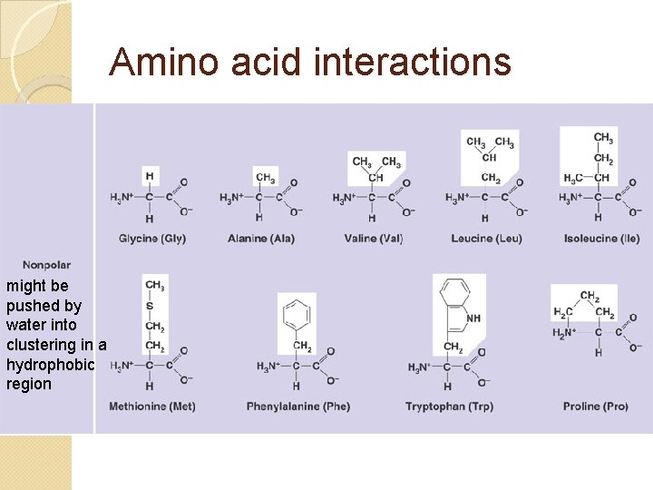Amino acid interactions might be pushed by water into clustering in a hydrophobic region