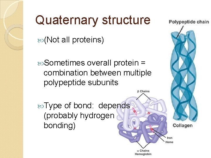 Quaternary structure (Not all proteins) Sometimes overall protein = combination between multiple polypeptide subunits