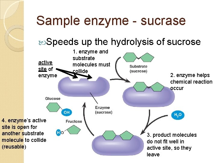 Sample enzyme - sucrase Speeds active site of enzyme 4. enzyme’s active site is