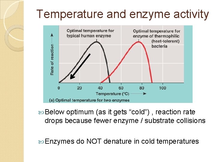 Temperature and enzyme activity Below optimum (as it gets “cold”) , reaction rate drops