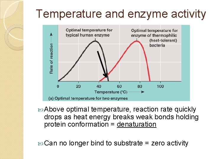 Temperature and enzyme activity Above optimal temperature, reaction rate quickly drops as heat energy